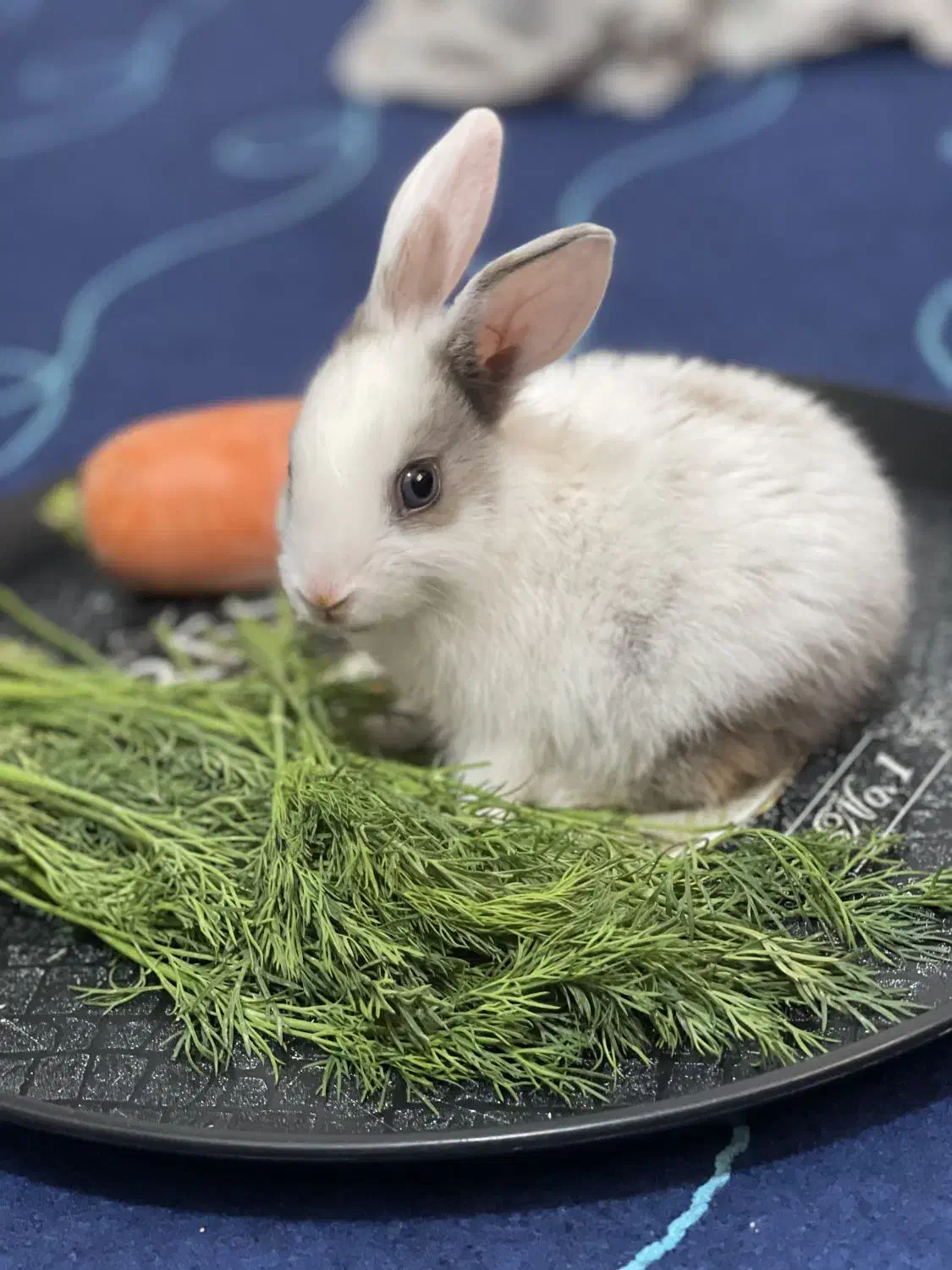 واگذاری خرگوش|موش و خرگوش|مشهد, هنرستان|دیوار