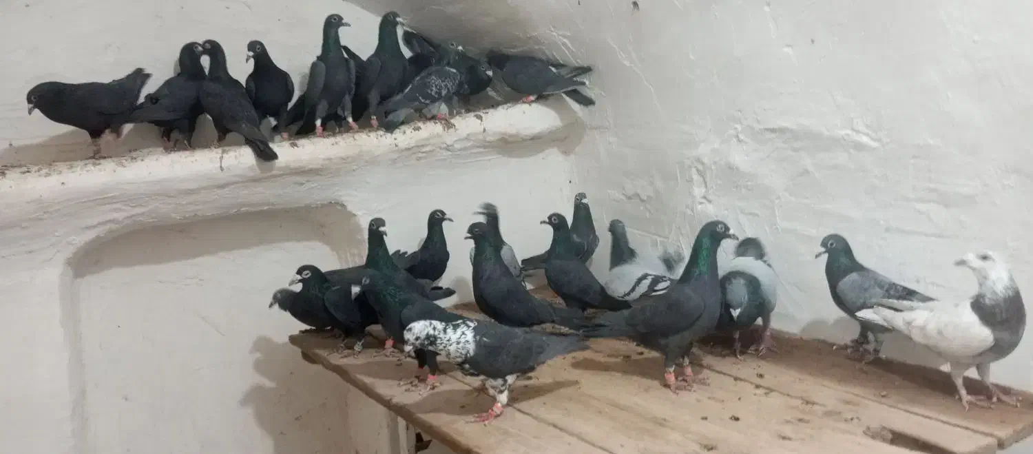 کبوتر جنگل آلمانی و کرمانی|پرنده|فرح دشت, |دیوار