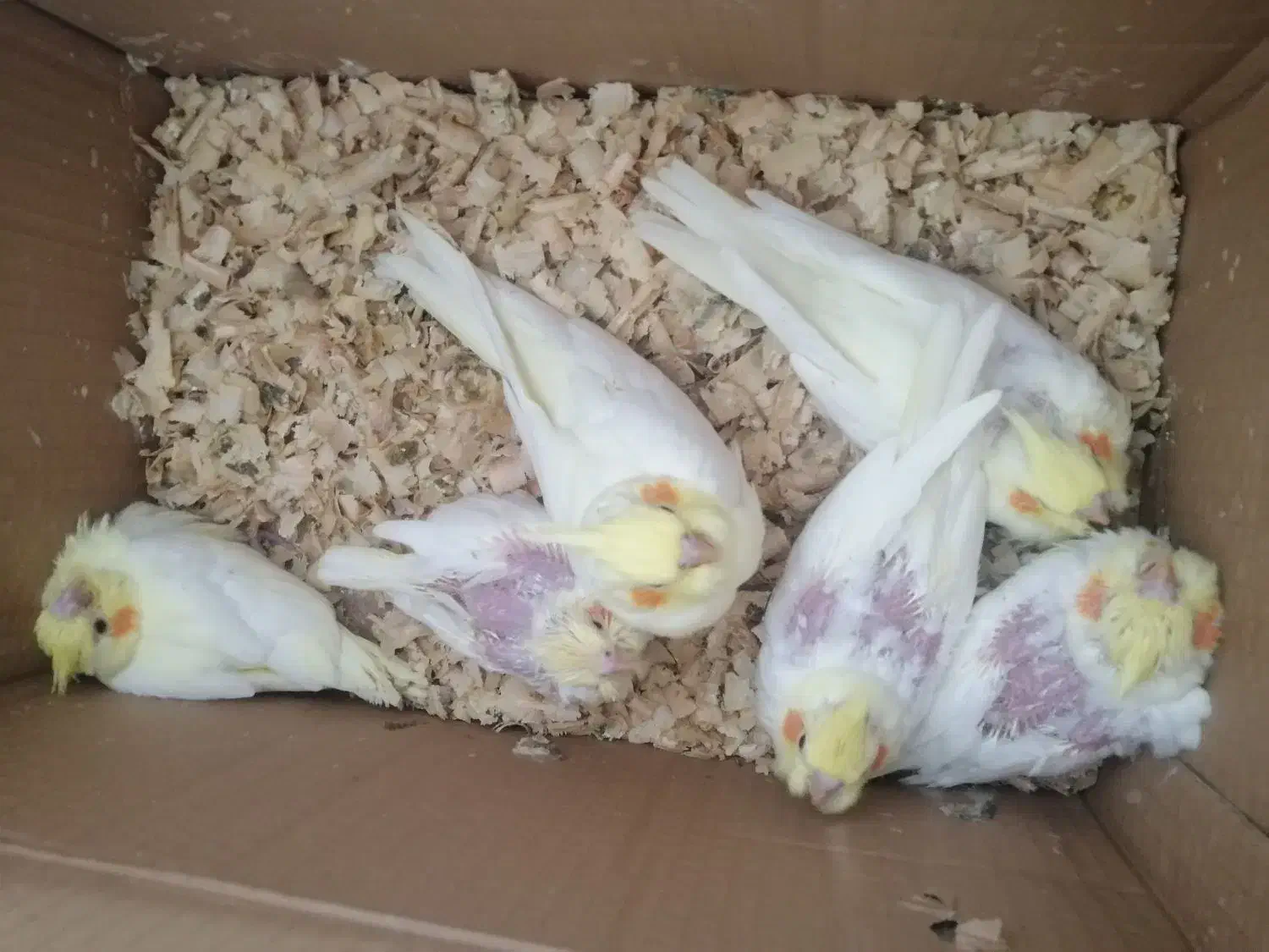 جوجه عروس لوتینو|پرنده|بندرعباس, |دیوار