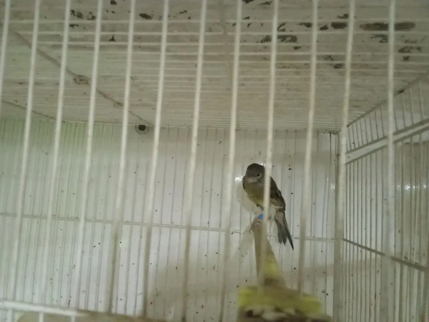 قناری|پرنده|قائن, |دیوار