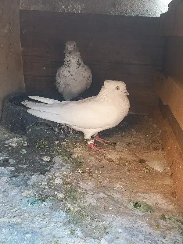 کبوتر|پرنده|دهلران, |دیوار