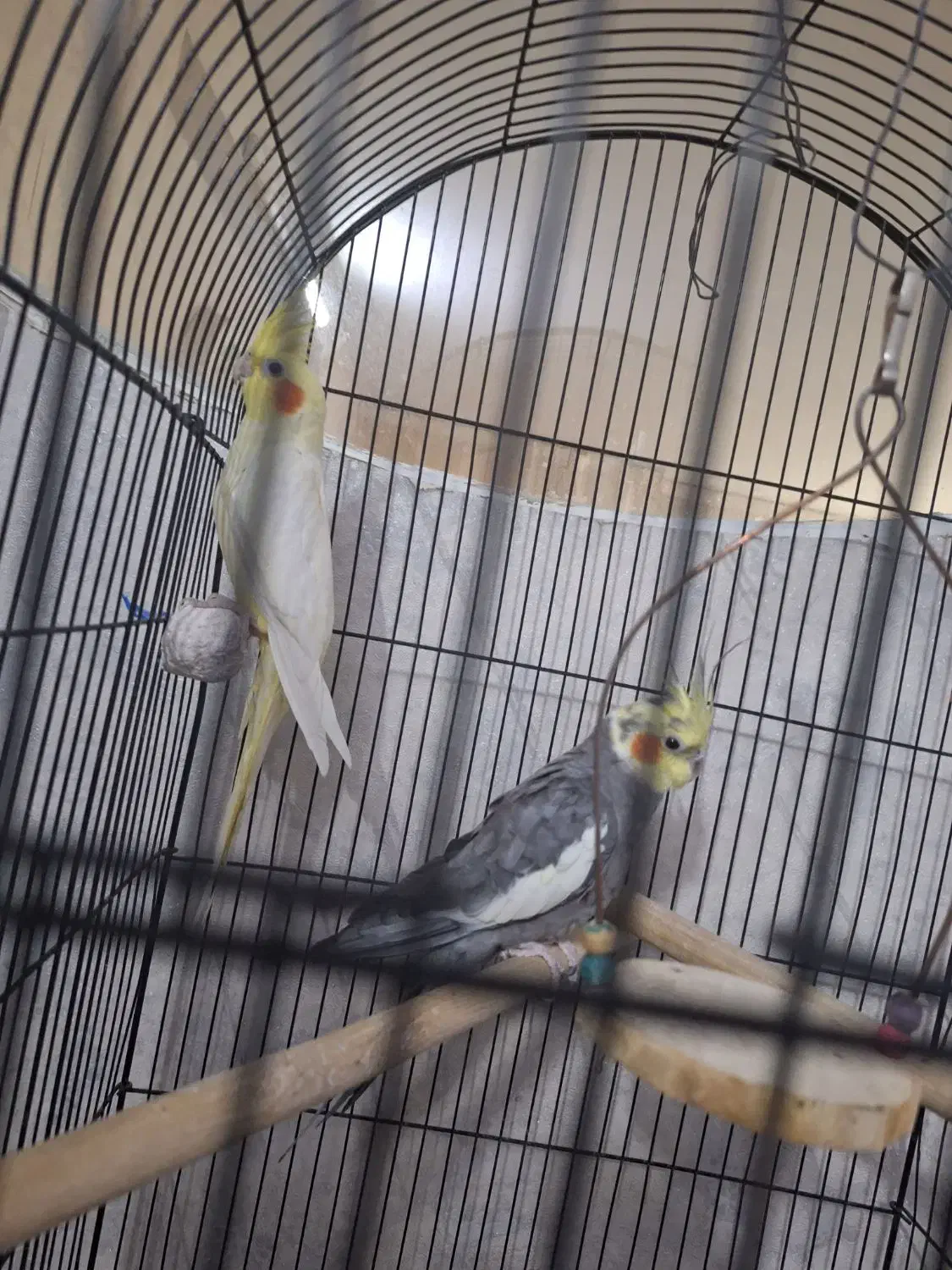 یک جفت عروس هلندی نر و ماده|پرنده|قم, شهرک امام حسین|دیوار