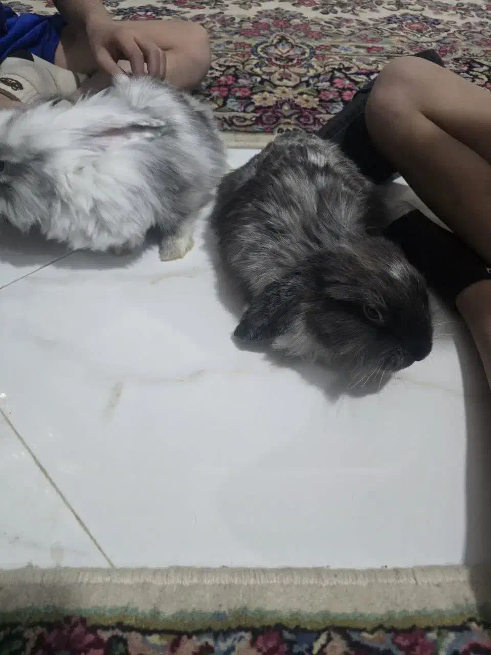 دو عدد خرگوش لوپ ۱۰۰ درصد|موش و خرگوش|کرمان, |دیوار