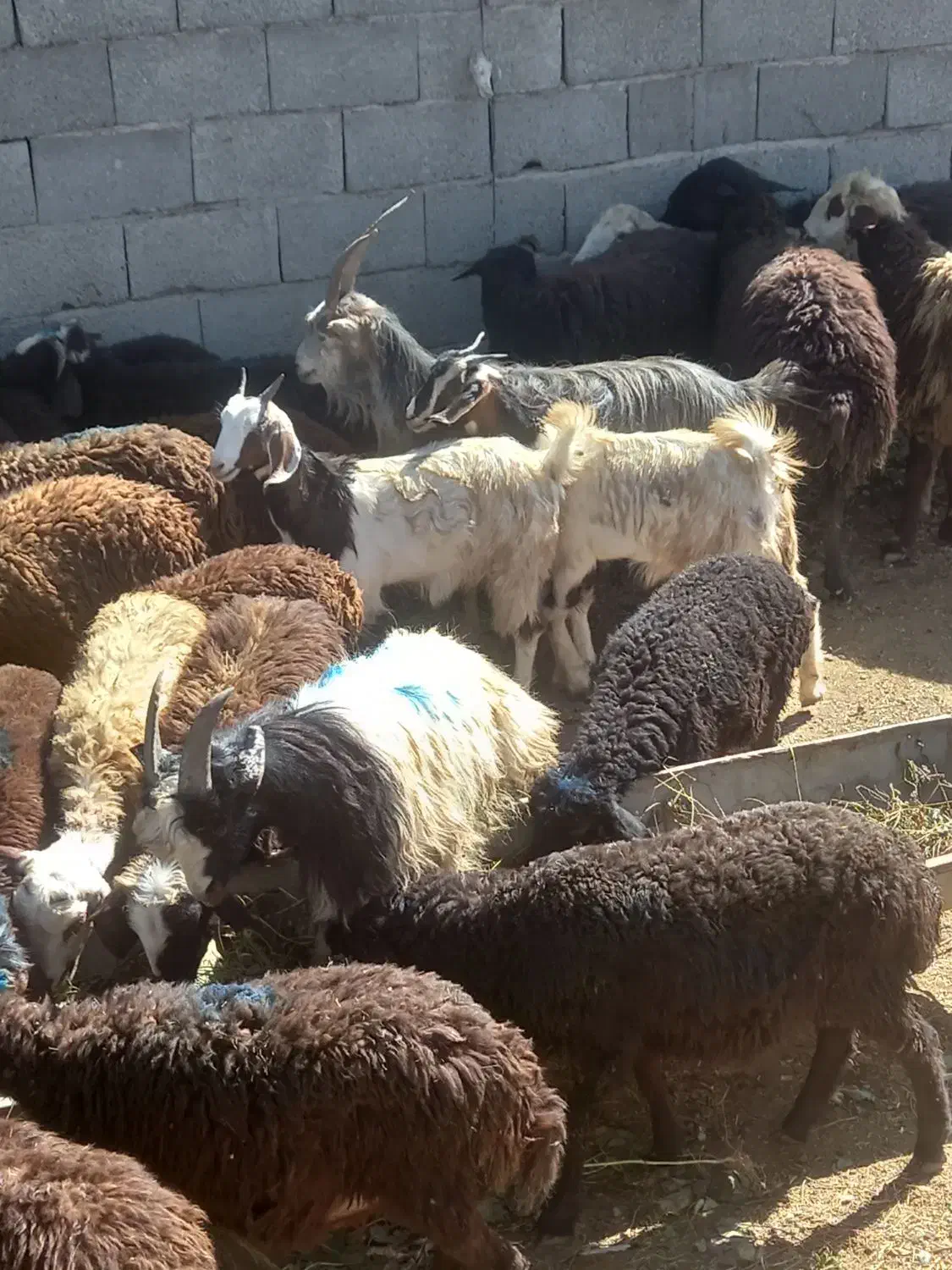 فروش بزیزغاله|حیوانات مزرعه|هشتگرد, تهران دشت|دیوار