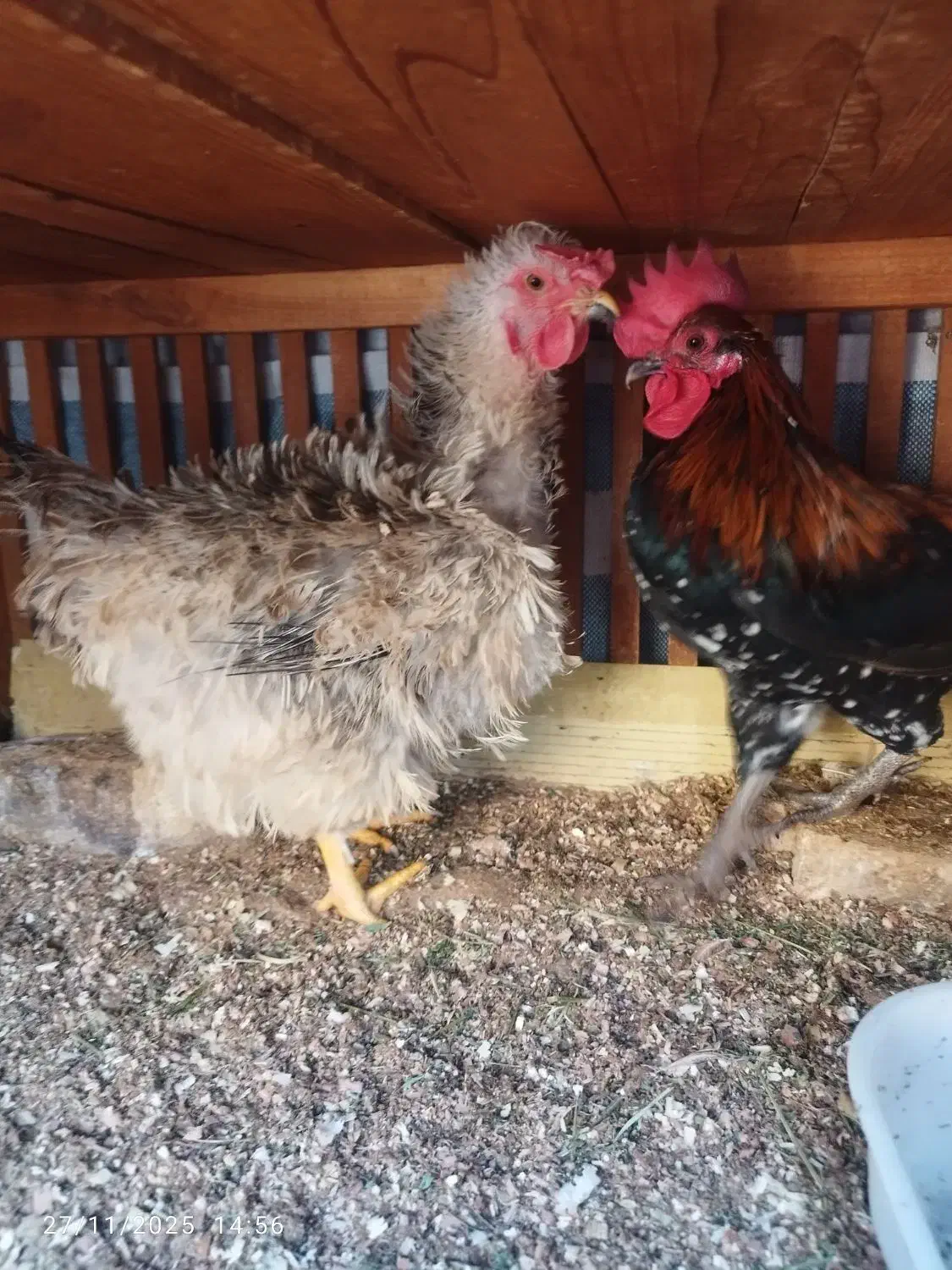 خروس|حیوانات مزرعه|اصفهان, شهرک امام خمینی|دیوار