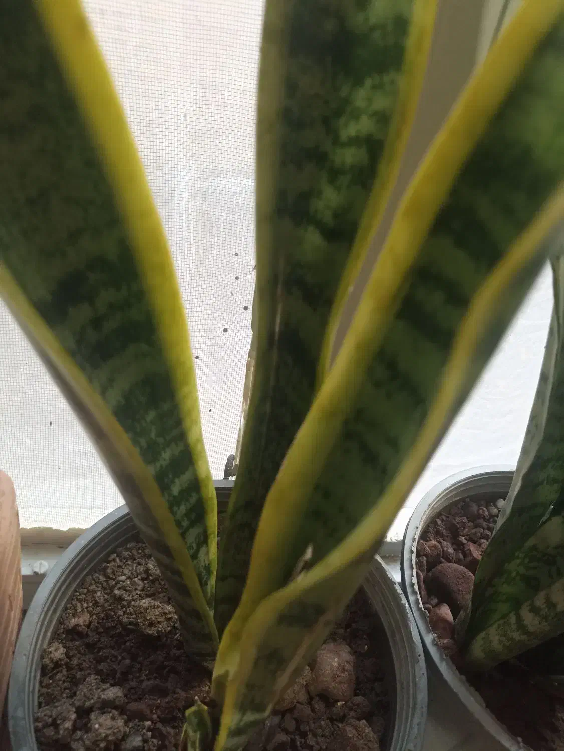 انواع گل|گل و گیاه طبیعی|فیرورق, |دیوار