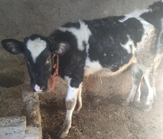 گوساله ماده اصلی هلشتاین اذر|حیوانات مزرعه|خنداب, |دیوار