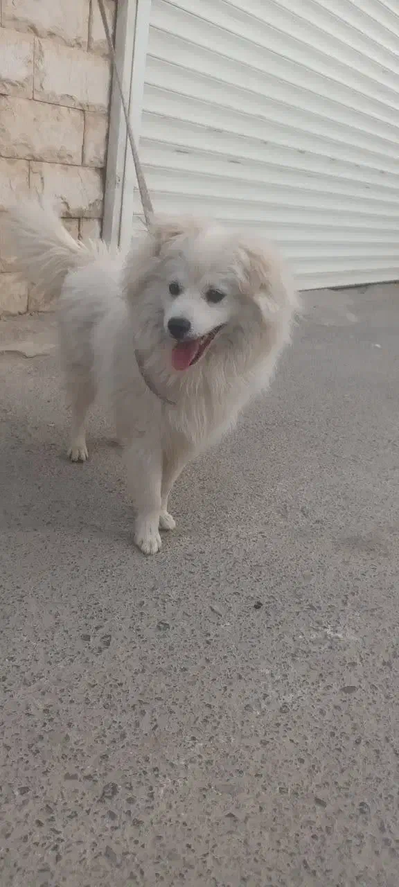 سگ ساموید|سگ|یزد, |دیوار