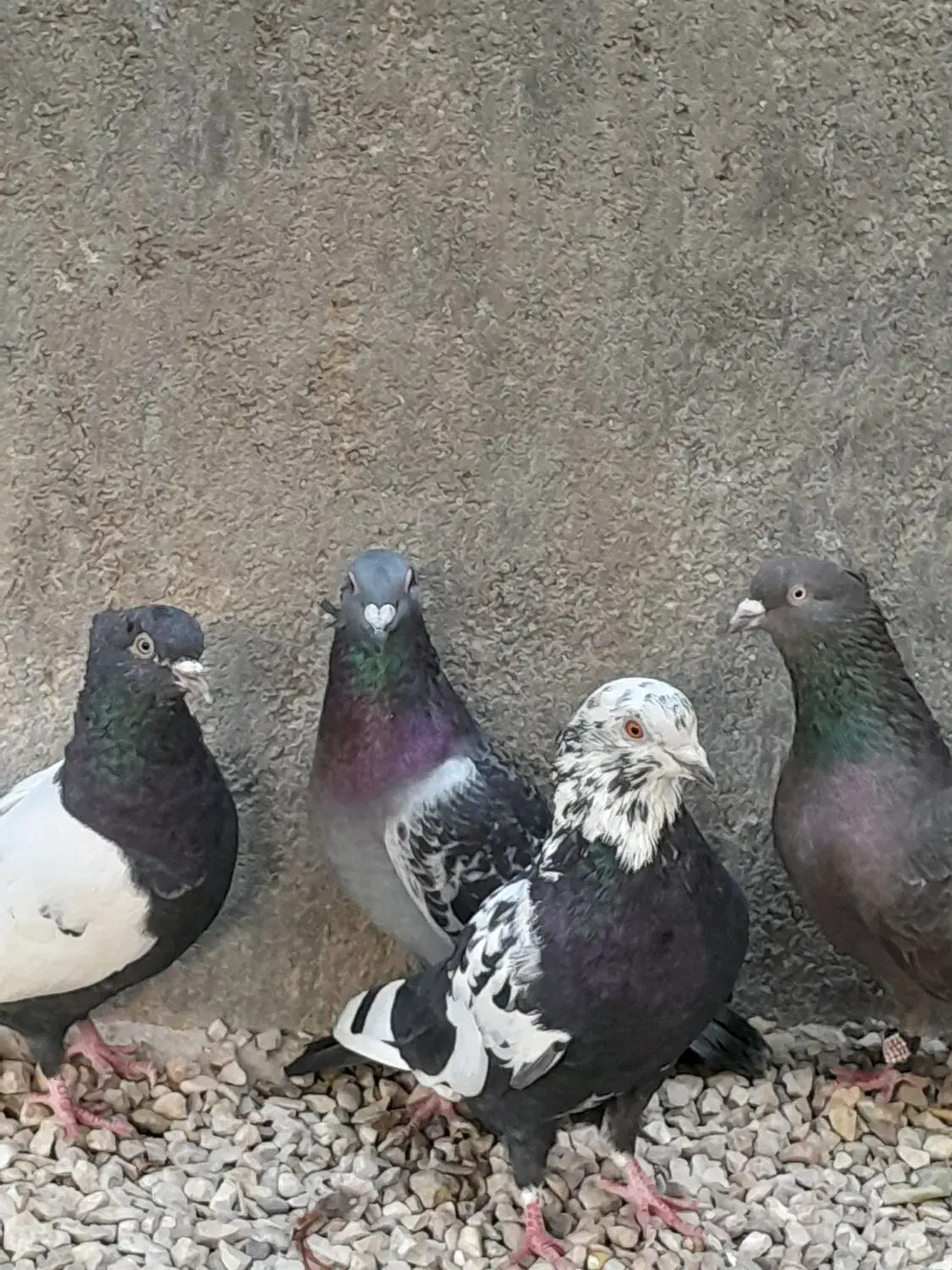 ۵عدد کبوتر سالم وسرحال با یه جوجه ۱۶۵۰تومان|پرنده|جهرم, |دیوار