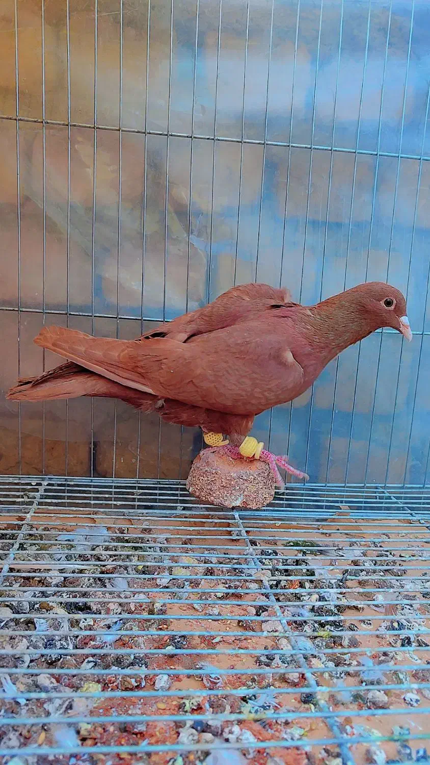 5عدد کرمونی آس شهرستانی|پرنده|مشهد, هفده شهریور|دیوار