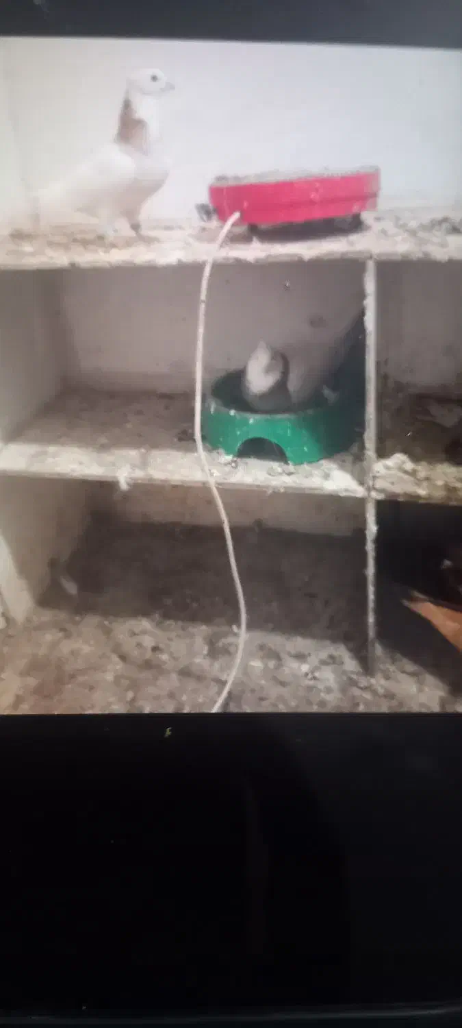 کبوتر|پرنده|اردبیل, |دیوار