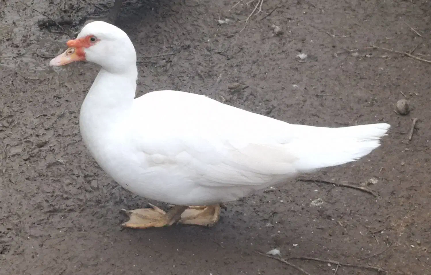 یک جفت اردک اسرائیلی بالغ|حیوانات مزرعه|لاهیجان, بازکیاگوراب|دیوار