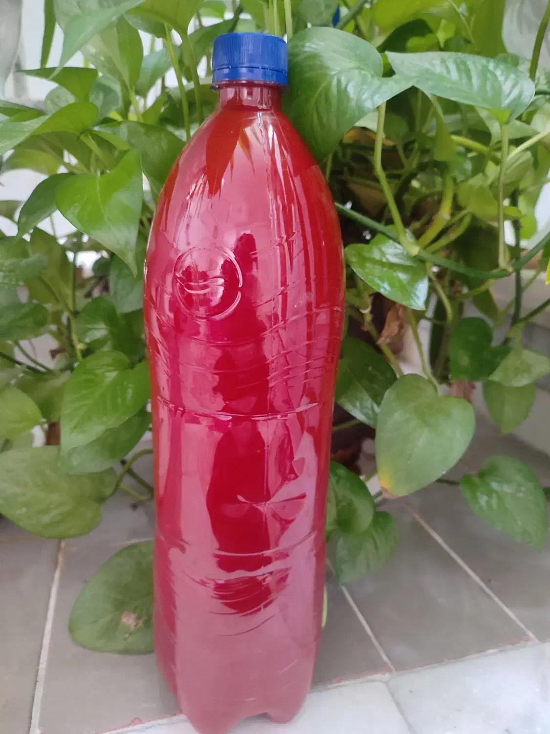 فروش رب گوجه|خوردنی و آشامیدنی|نی‌ریز, |دیوار