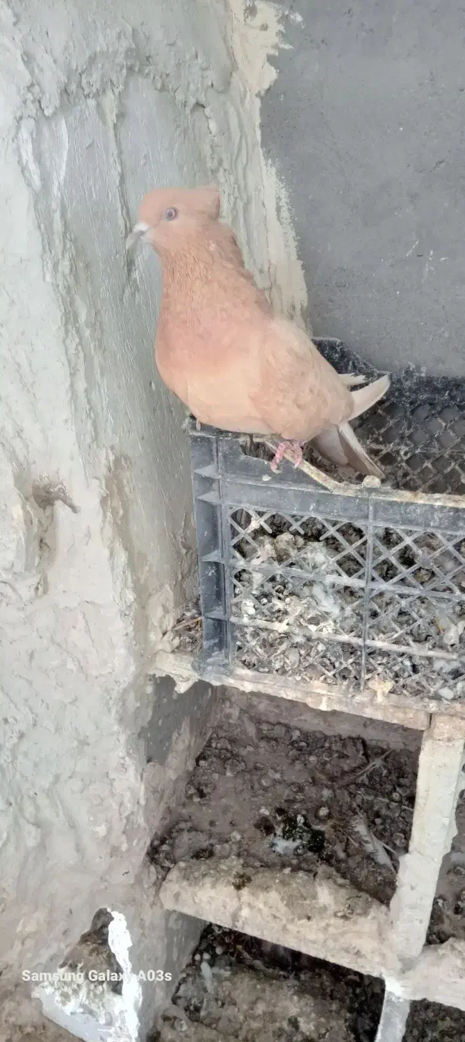 کفتر|پرنده|اردبیل, |دیوار