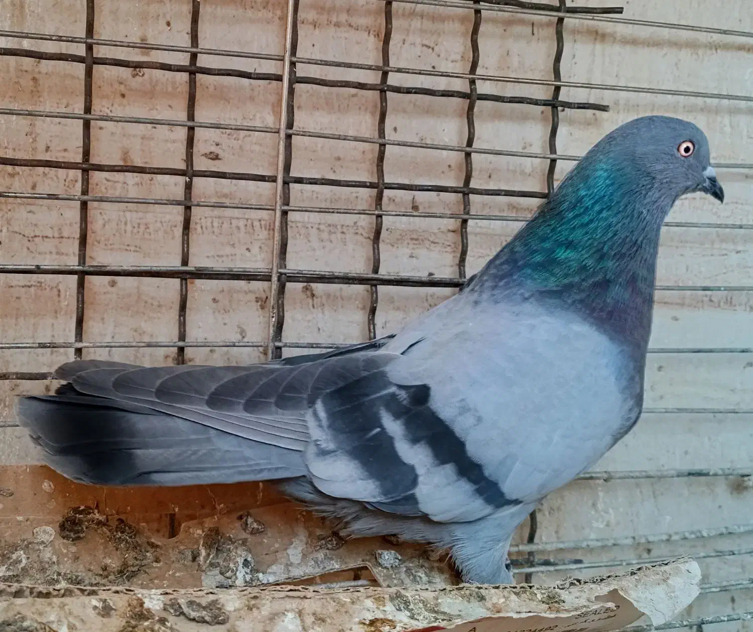 سبز نر پرشی دو خط کاشونی سو قدیم|پرنده|شهرکرد, |دیوار