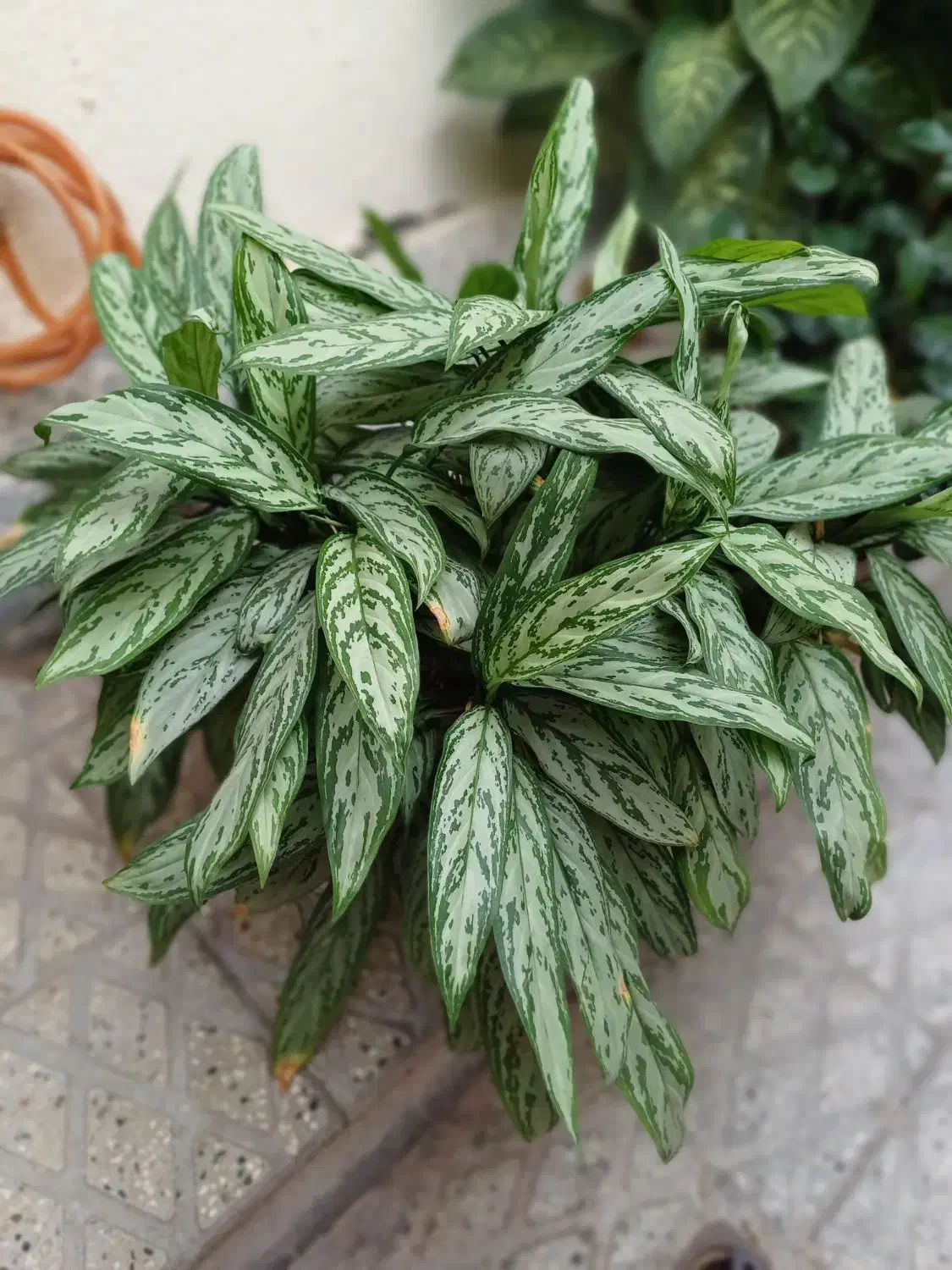 گل های آپارتمانی بسیار زیبا|گل و گیاه طبیعی|محمدیه-قزوین, |دیوار