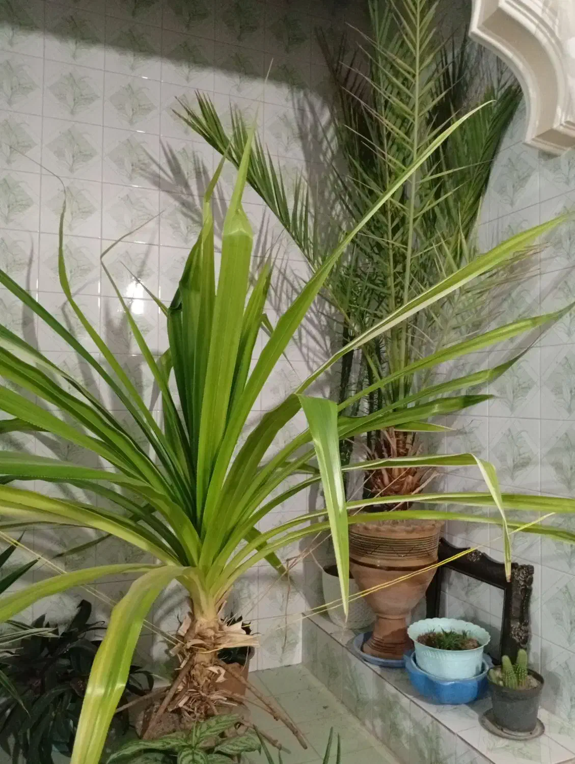 گل دوعدد|گل و گیاه طبیعی|بستان آباد, |دیوار