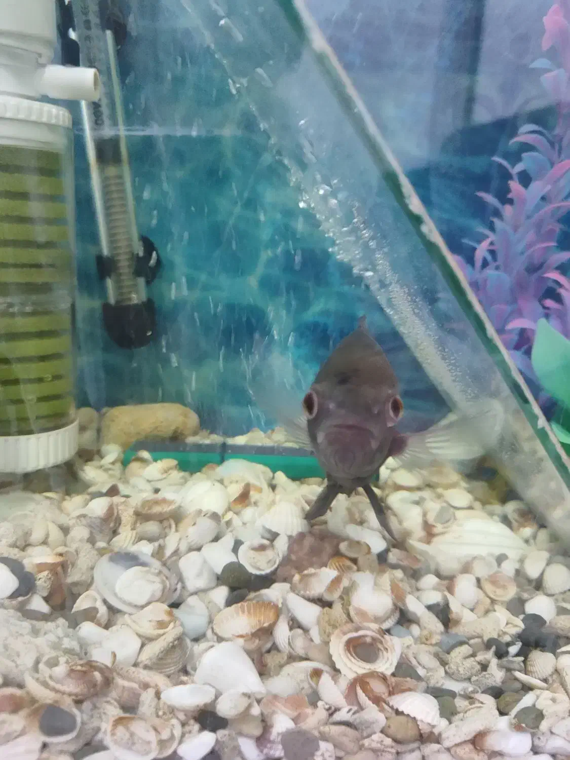 ماهی اسکار|ماهی|شیراز, منطقه هوایی شهید دوران|دیوار