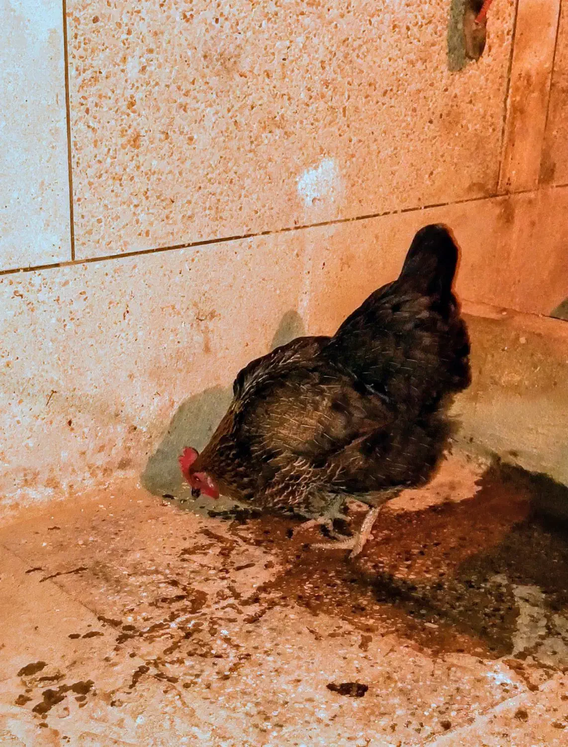 مرغ خانگی تخم گذار|حیوانات مزرعه|تهران, مسعودیه|دیوار