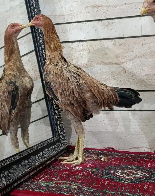 نوجه خروس لاری. نژاد پر مرغی|حیوانات مزرعه|قم, باسکول|دیوار