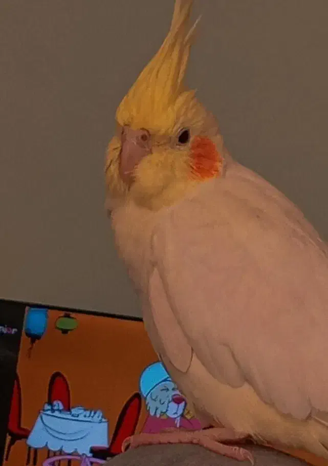 عروس هلندی ماده|پرنده|ملارد, |دیوار