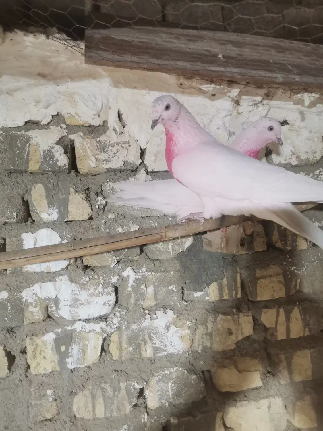 کفتر پرشی|پرنده|یزد, |دیوار