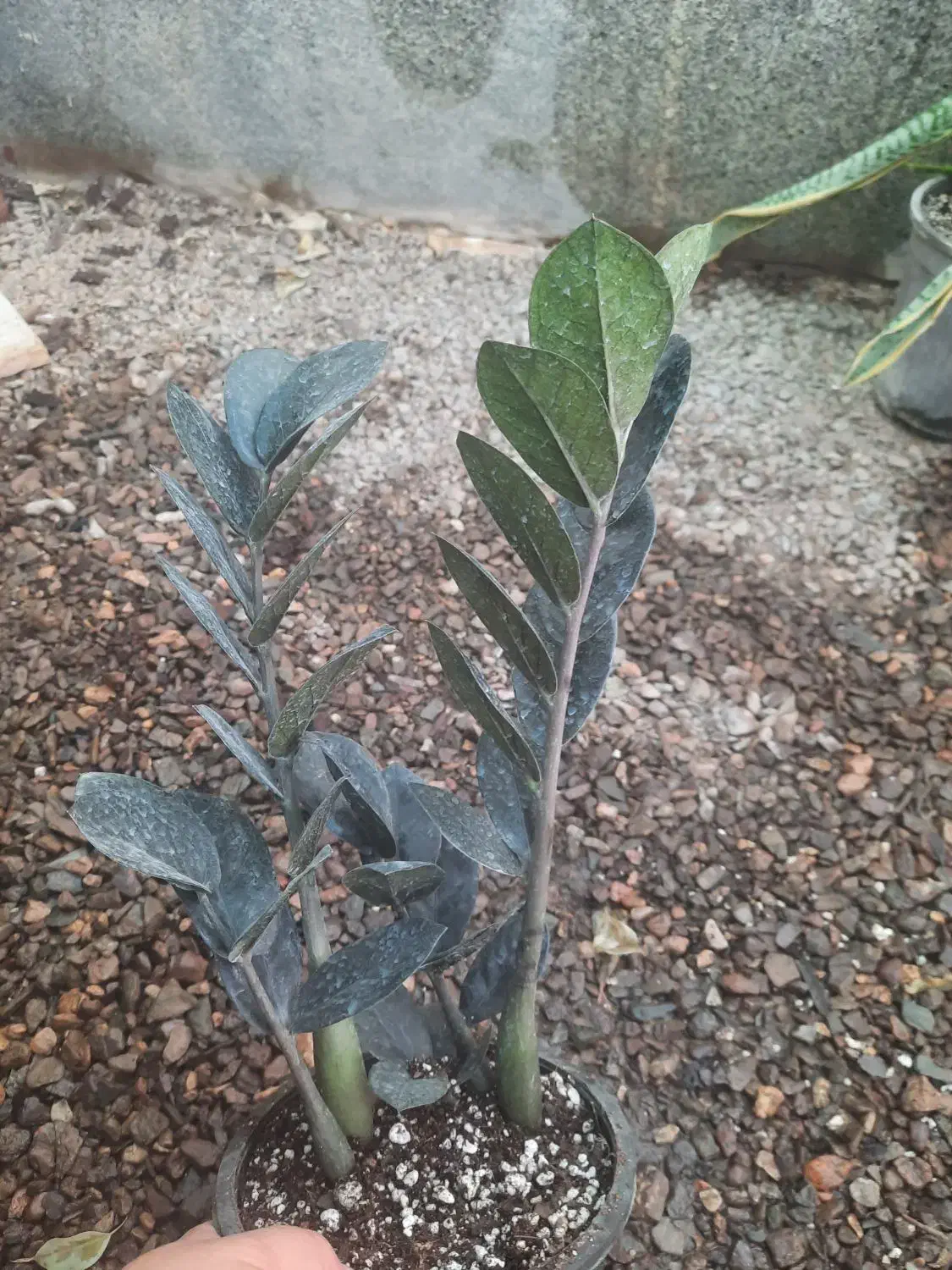 گل طبیعی زامفولیا تنه قوی|گل و گیاه طبیعی|فردوس (خراسان), |دیوار