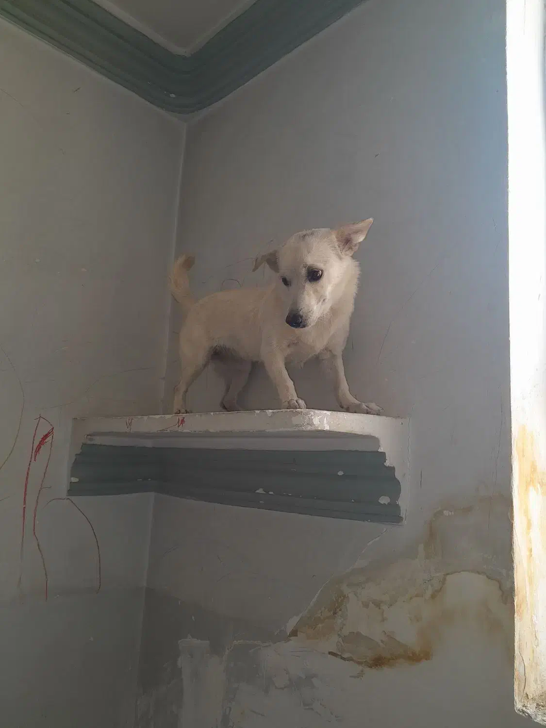 سگ اشپیتزماده|سگ|یزد, |دیوار