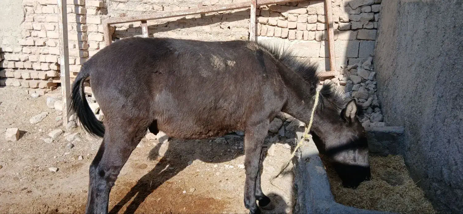 قاطر نر یک سال و ۸ ماهه|حیوانات مزرعه|شیروان (خراسان), |دیوار