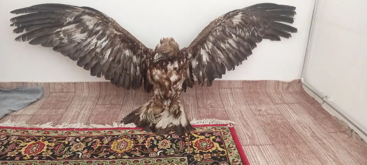 لوازم دکوری|مجسمه، تندیس، ماکت|ارومیه, |دیوار