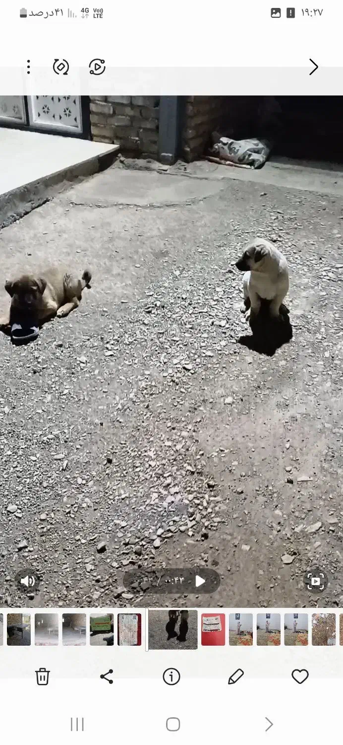 گمشده|حیوانات|قره چای, |دیوار