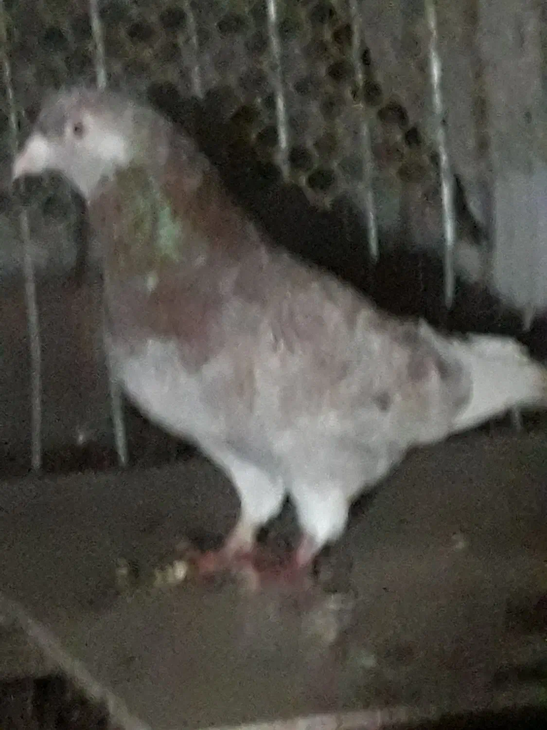 کبوترغریبگیری|پرنده|آمل, |دیوار