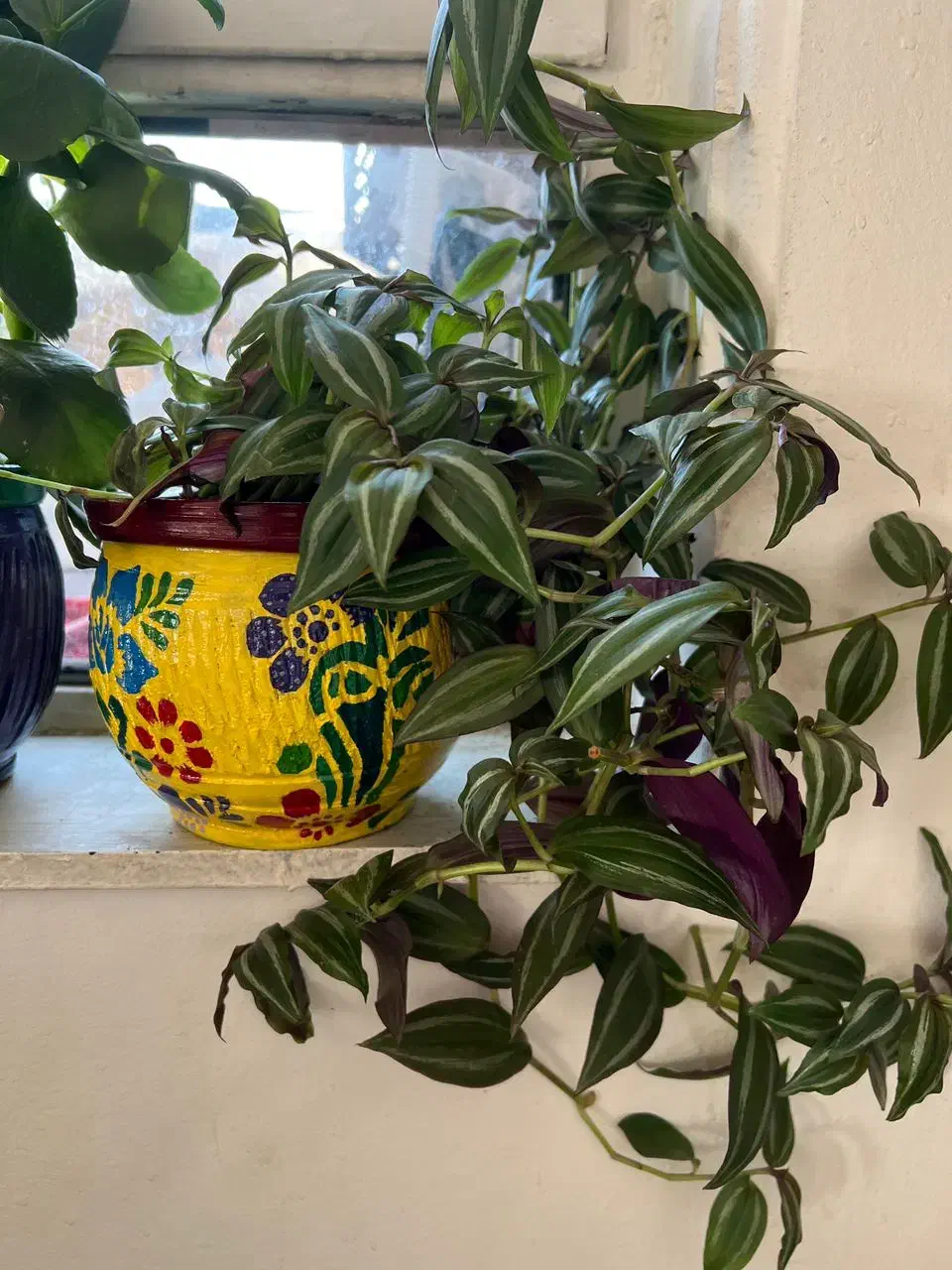 گلهای شاداب|گل و گیاه طبیعی|یاسوج, |دیوار