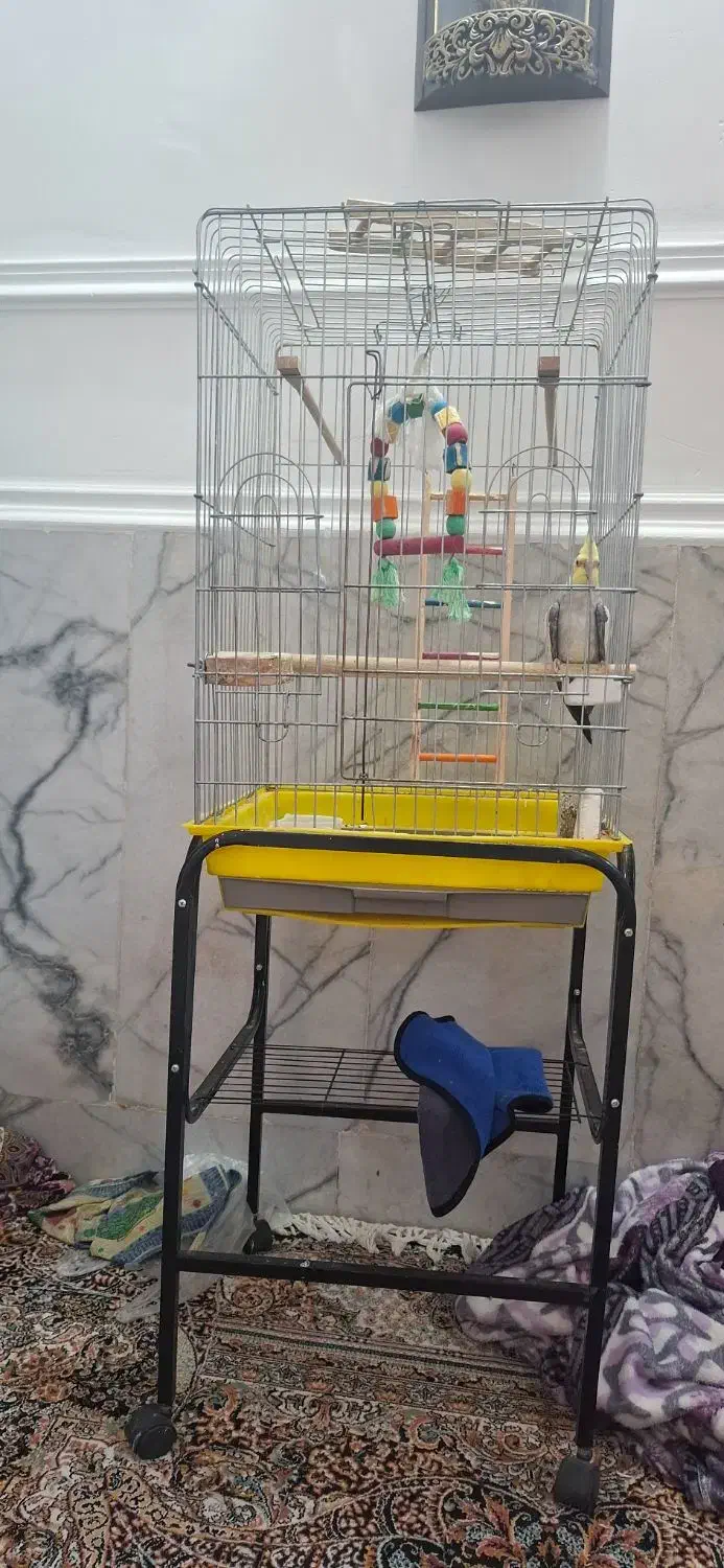 عروس هلندی ماده|پرنده|ایرانشهر, |دیوار