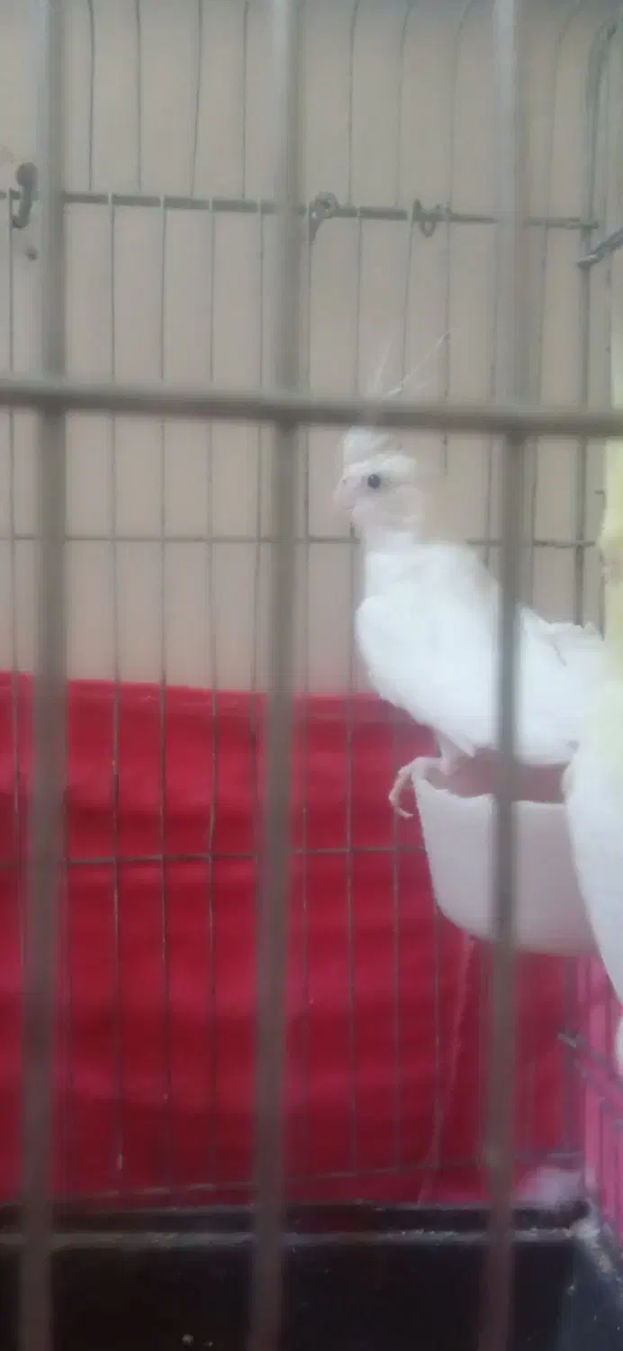 یک جفت عروس هلندی|پرنده|بومهن, |دیوار