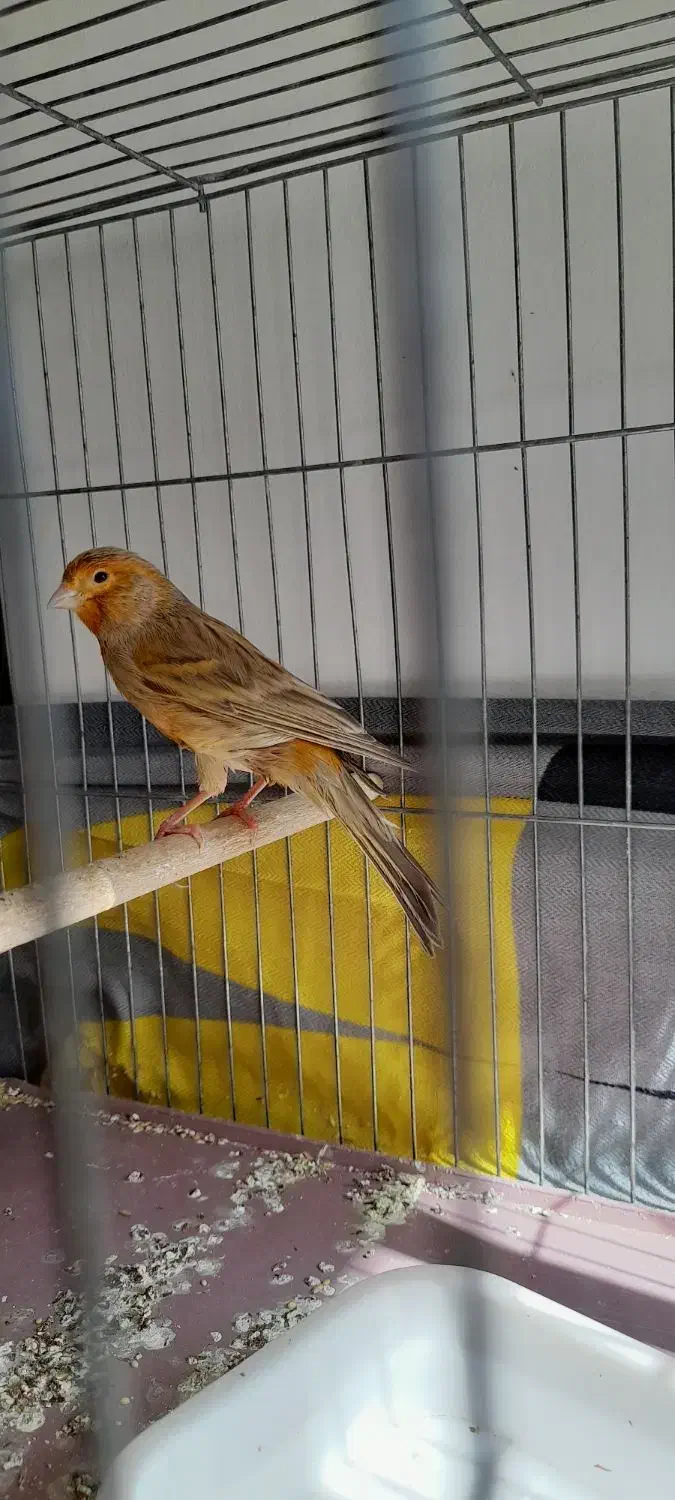 قناری دارچین سرخ نر|پرنده|کرمان, |دیوار