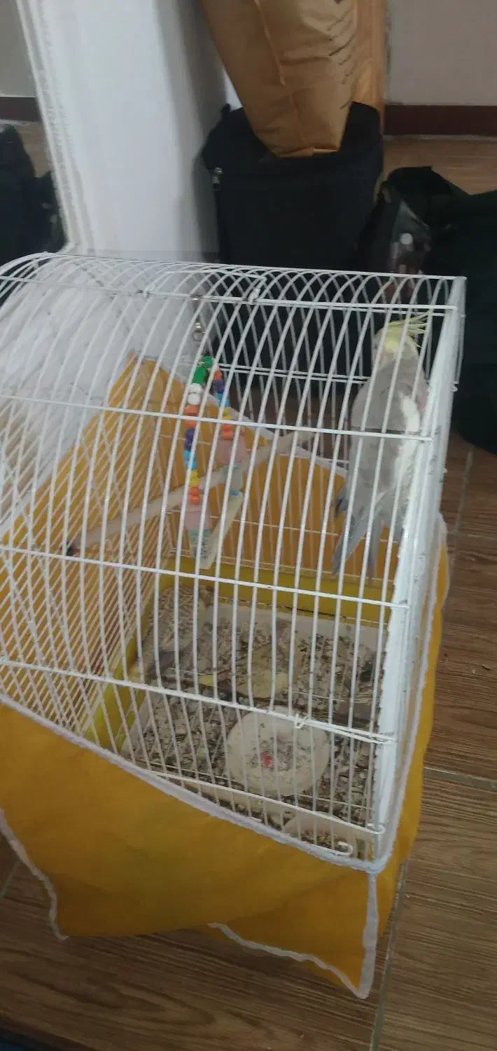 طوطی نرماده باجوجه|پرنده|رشت, معلولین|دیوار