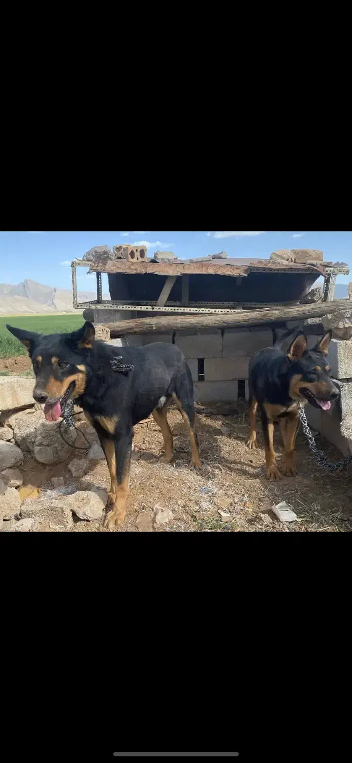 سگ نگهبان|سگ|شیراز, تاچارا|دیوار