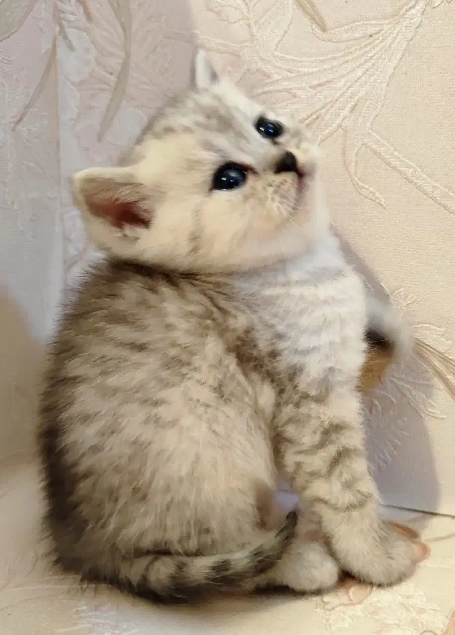 جوجه اسکاتیش|گربه|مشهد, بهاران|دیوار