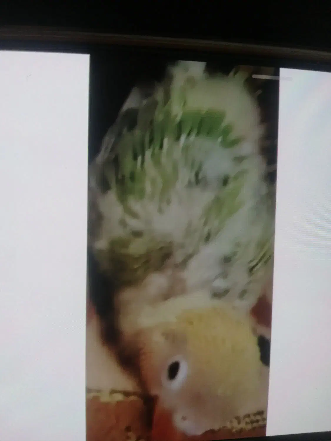 جوجه کتوله|پرنده|اردکان, |دیوار