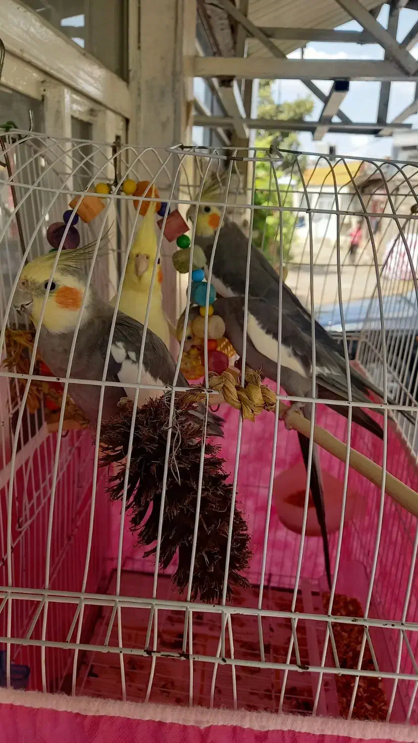 عروس هلندی|پرنده|رشت, جماران|دیوار