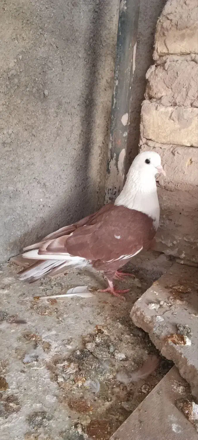 کله سفید نر|پرنده|سبزوار, زینبیه|دیوار