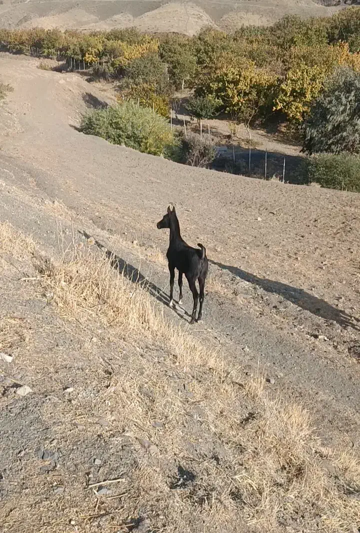 کره نریون|اسب و تجهیزات اسب‌سواری|حسین آباد, |دیوار