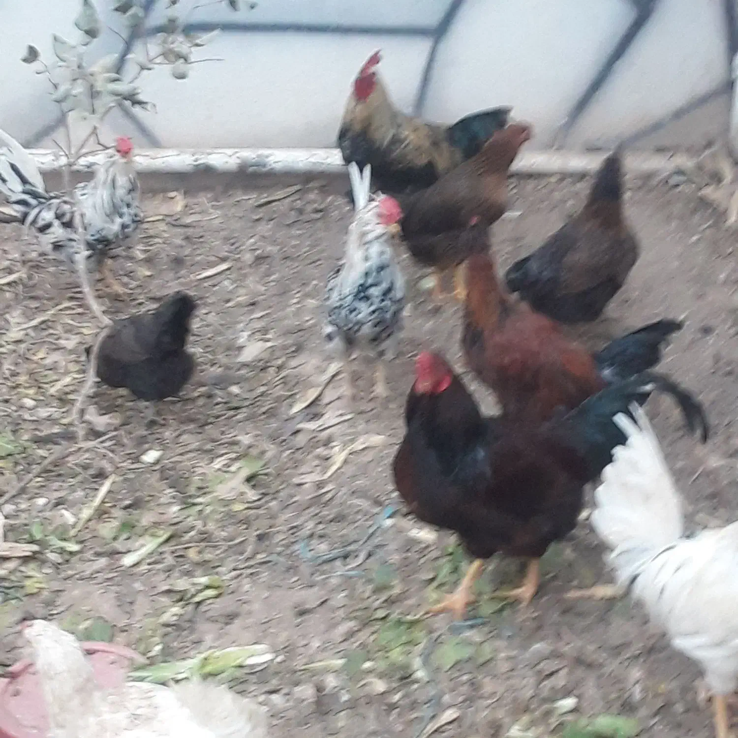 خروس ریشو|حیوانات مزرعه|ورامین, قويينک زهری|دیوار