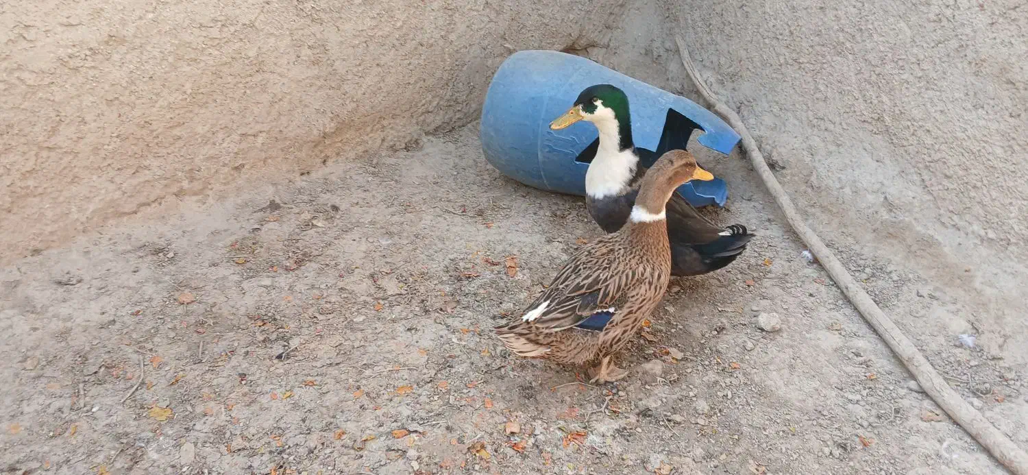 مرغابی|حیوانات مزرعه|مرودشت, شهرک مهدیه|دیوار