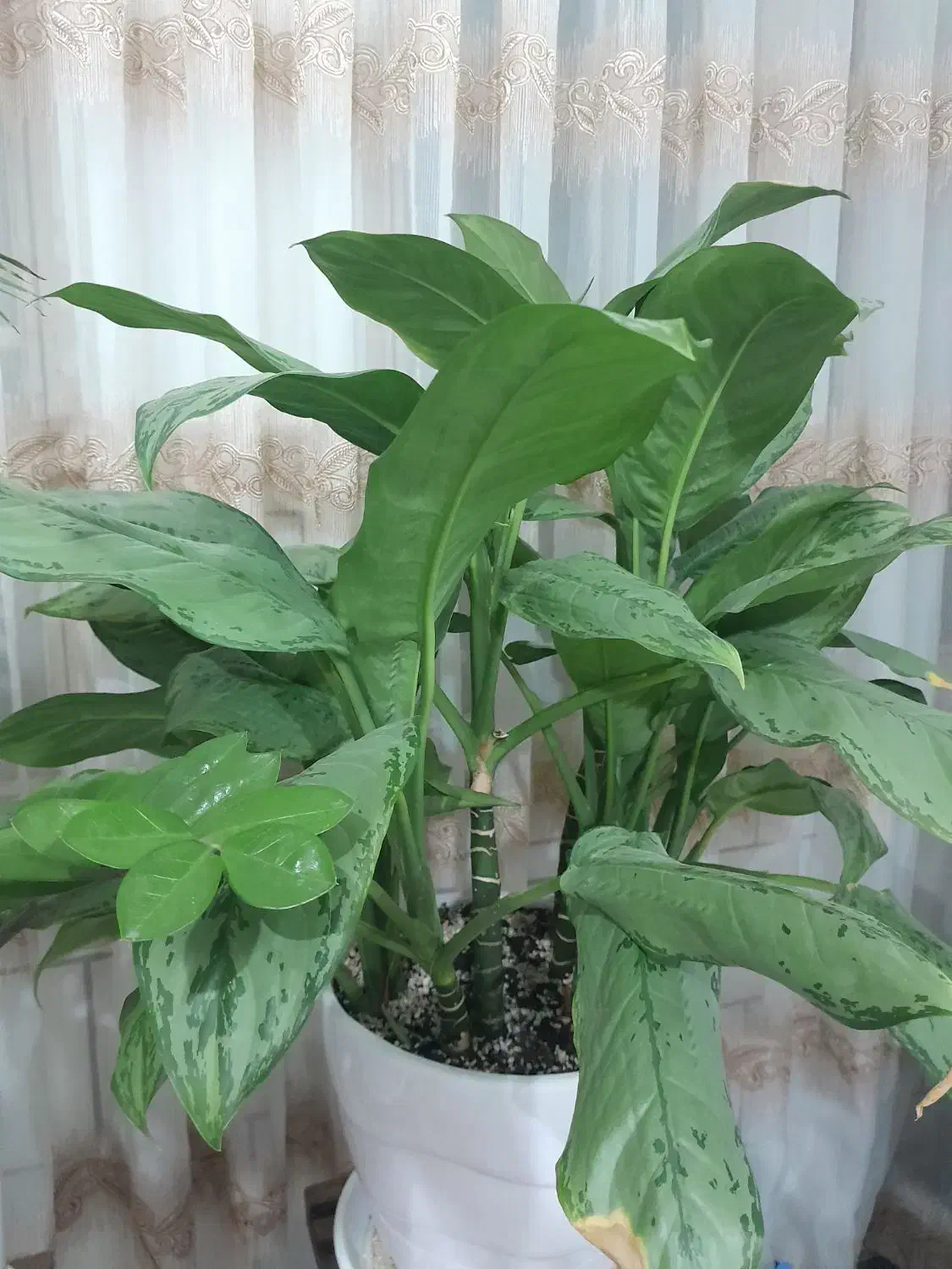 سه گلدان شاداب|گل و گیاه طبیعی|آران و بیدگل, |دیوار