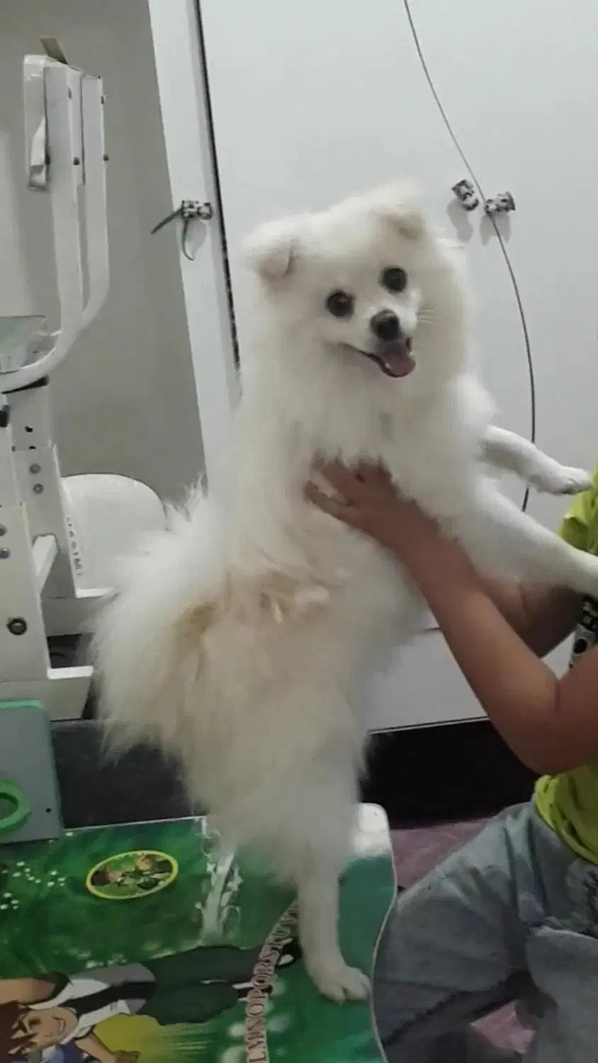 پامرانین کوچولو|سگ|پارسآباد, |دیوار