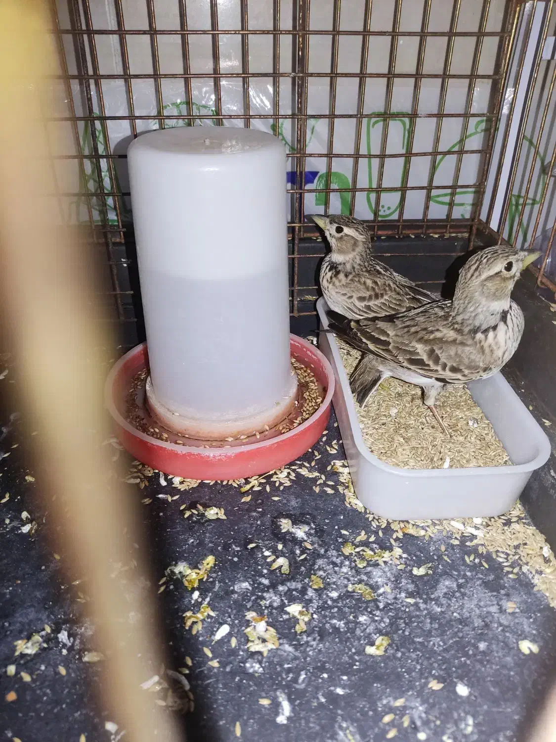 سهره خاکی و سهره رسمی|پرنده|قم, شاه ابراهیم|دیوار