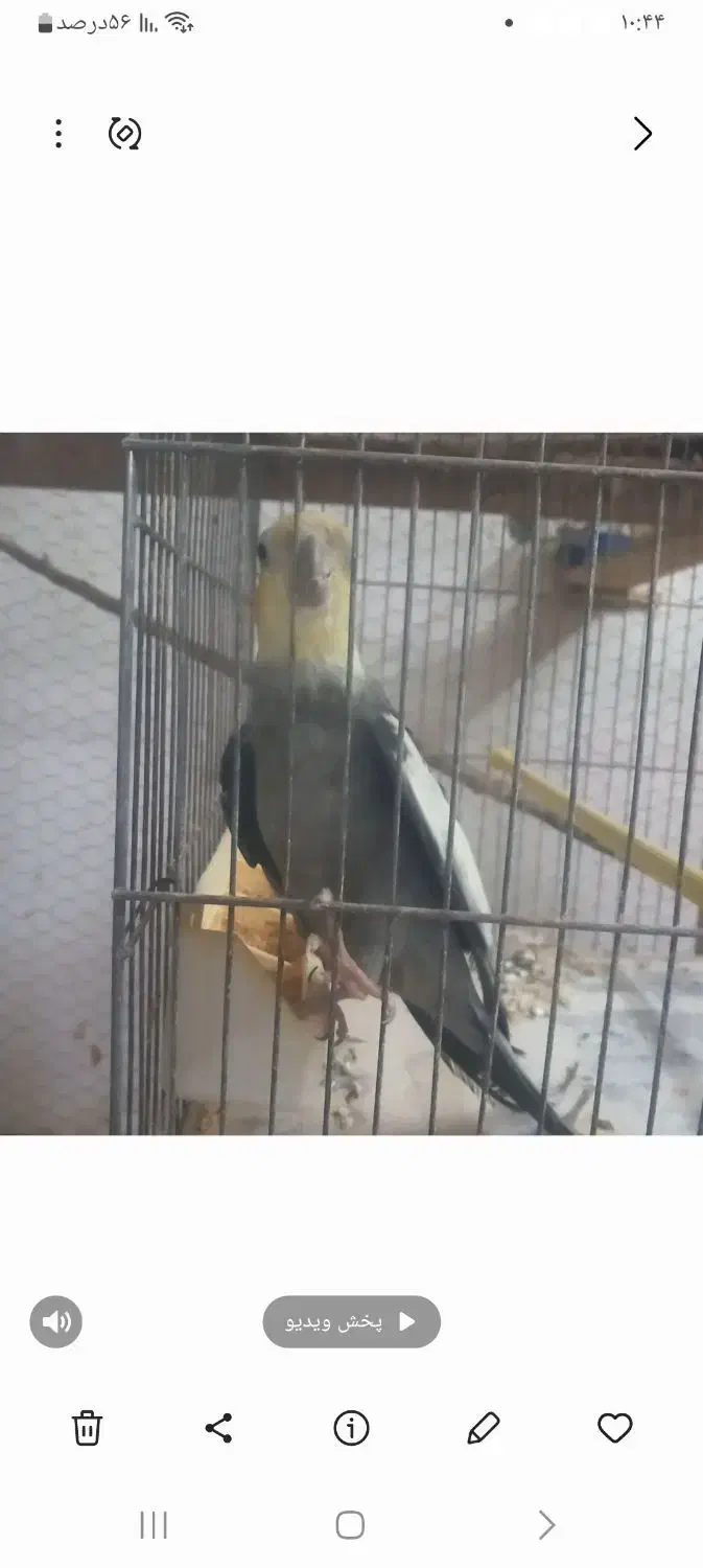 فروش عروس هلندی رنگ ها ی مختلف|پرنده|شلمان, |دیوار