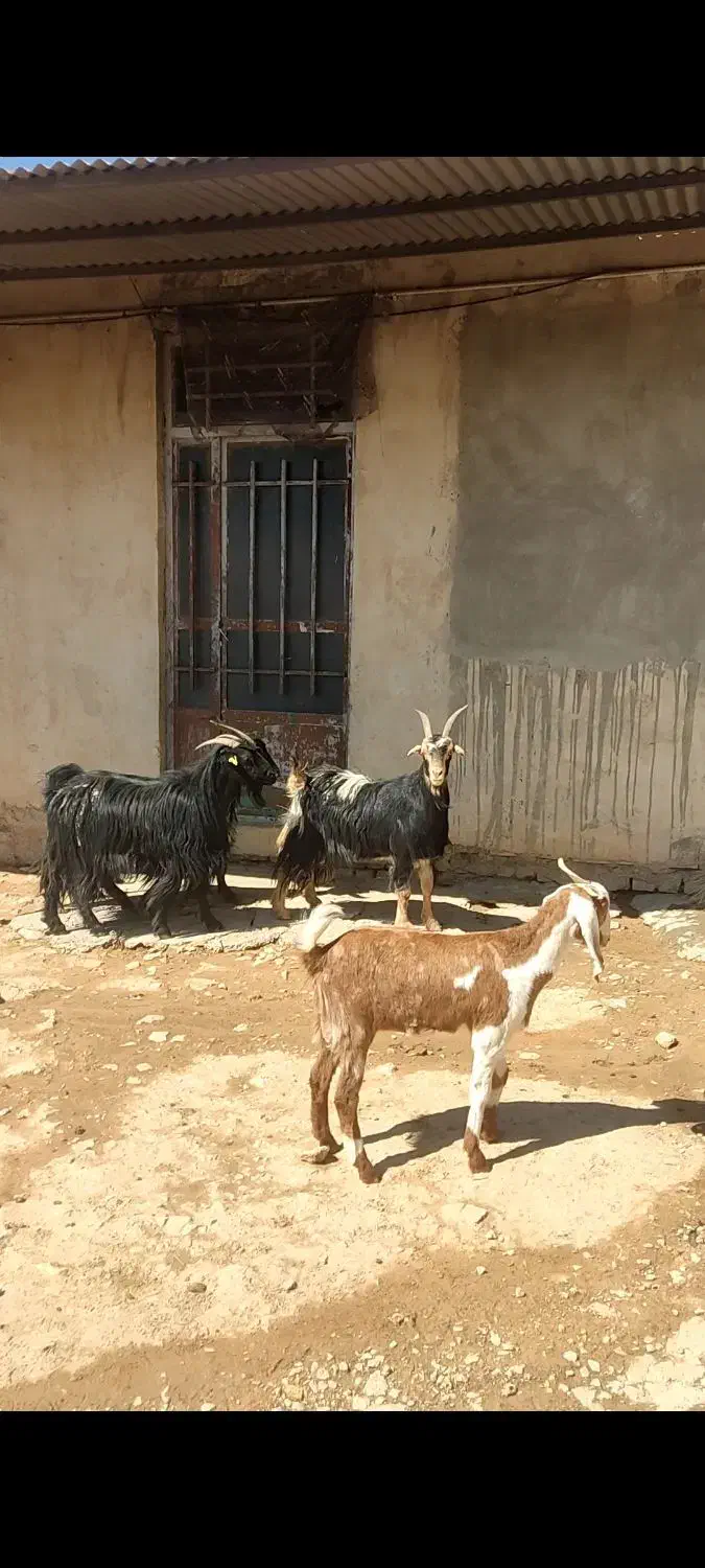بز جوان سرحال|حیوانات مزرعه|شهرکرد, |دیوار